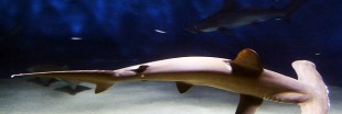 Des espèces de requins enfin protégées ?