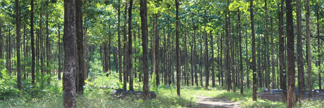 Déforestation – L’Europe interdit de vente le bois illégal