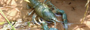 Guide des poissons : les écrevisses, des espèces à protéger Guide des poissons : les écrevisses, des espèces à protéger