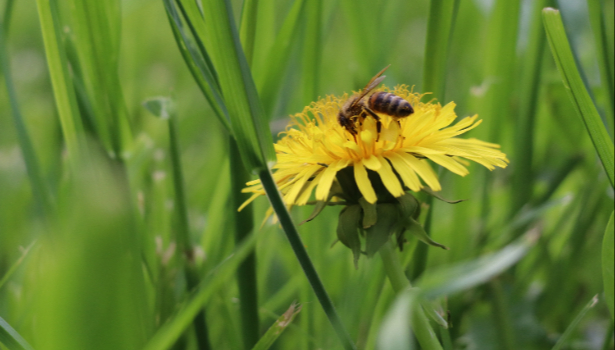 Les abeilles sauvages d'Europe au bord de l'extinction