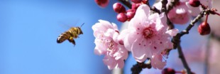 Interdiction de 3 pesticides : les abeilles sont-elles gagnantes ?