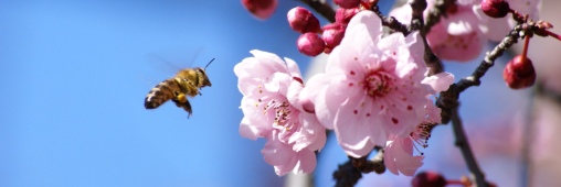 Interdiction de 3 pesticides : les abeilles sont-elles gagnantes ?