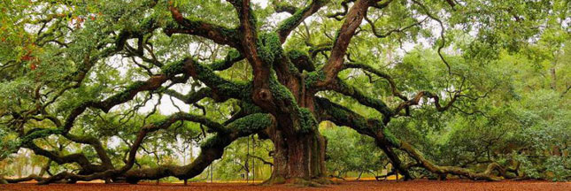 Découvrez les plus vieux arbres du monde