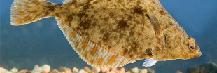 Guide des poissons - le flet commun Guide des poissons - le flet commun