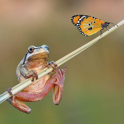 grenouille-papillon