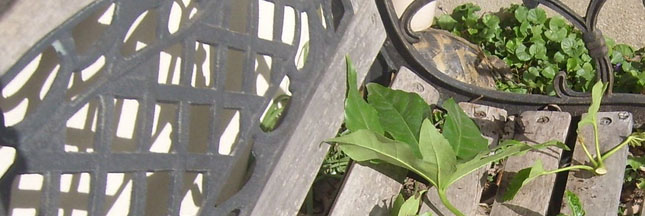 Jardin - comment bouturer un Aralie du Japon