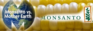 L'année "carte blanche" à Monsanto