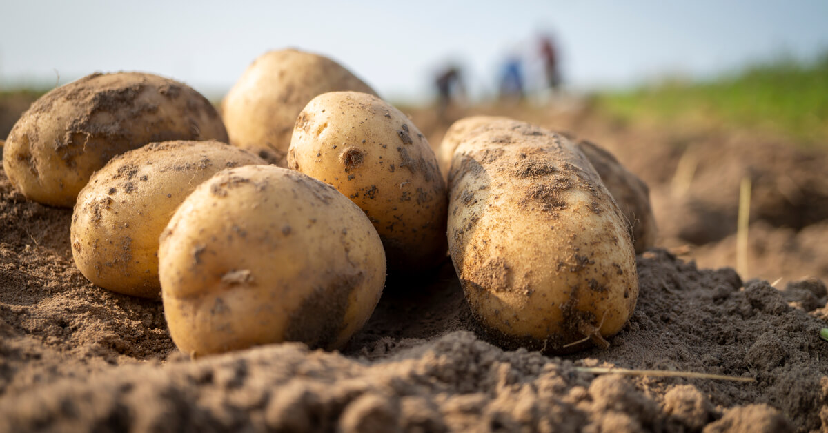 Les pommes de terre, des bienfaits nutritionnels intéressants Les pommes de terre, des bienfaits nutritionnels intéressants