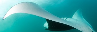 La raie manta enfin protégée