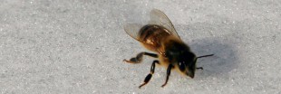 Un tiers des abeilles décimées cet hiver aux Etats-Unis Un tiers des abeilles décimées cet hiver aux Etats-Unis