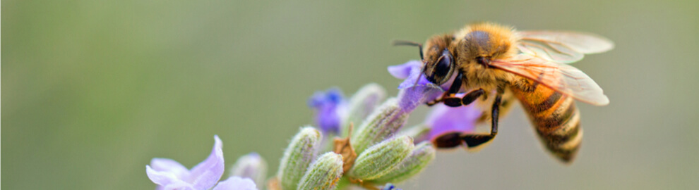 Abeilles et pollinisateurs : mieux les connaitre pour mieux les protéger