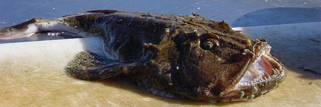 Guide des poissons : la baudroie ou lotte de mer, une espèce sensible