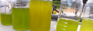 Les micro-algues : nouveau carburant?