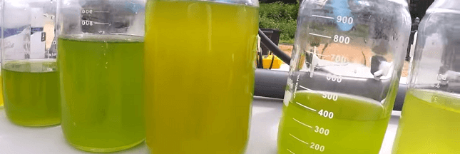 Les micro-algues : nouveau carburant ?