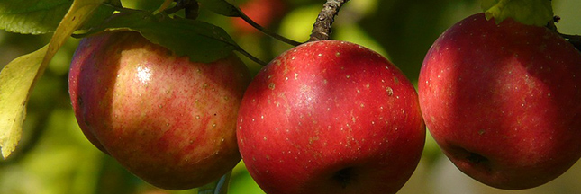 Supprimez l’acné en quelques jours avec des pommes