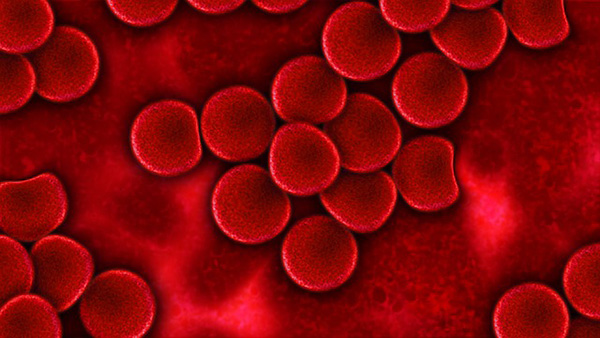 sang-plasma-globules-rouges-aliments-riches-en-fer-01