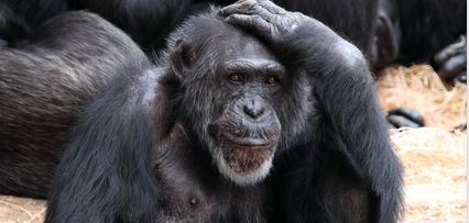 singes-chimpanze harvard