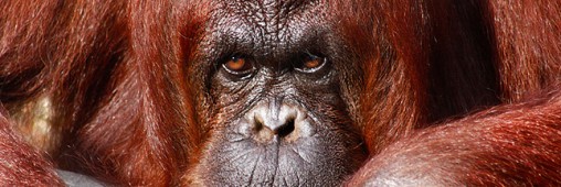 Pétition : orangs-outans vs mines et huile de palme