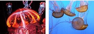 meduse-meduses
