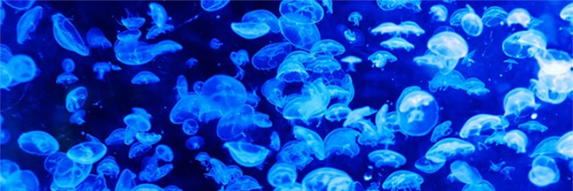 Explosion du nombre de méduses en Méditerranée