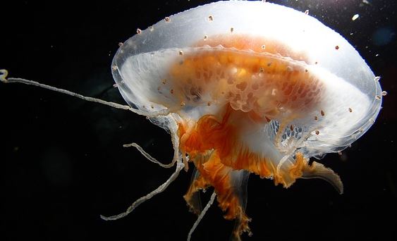 meduses-meduse
