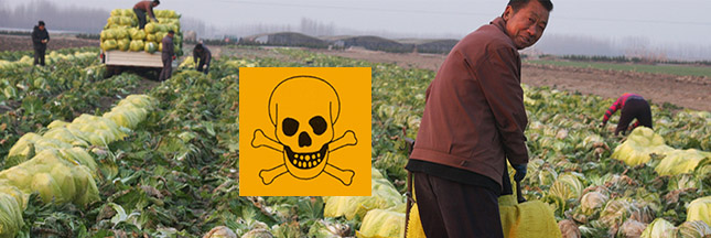 Les légumes asiatiques lourdement contaminés aux pesticides