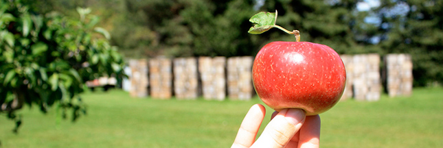 Une pomme peut faire grossir !