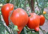 tomate-teton-de-venus