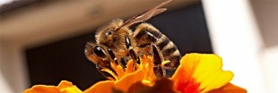 Abeilles : il manque 13 millions de colonies en Europe Abeilles : il manque 13 millions de colonies en Europe