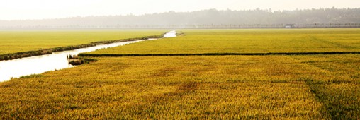 Les pesticides éliminés dans les pays en voie de développement ?