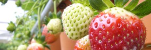 Fraises contaminées aux pesticides et perturbateurs endocriniens Fraises contaminées aux pesticides et perturbateurs endocriniens