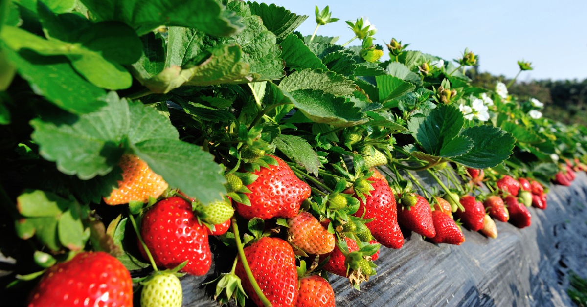 plantation de fraises