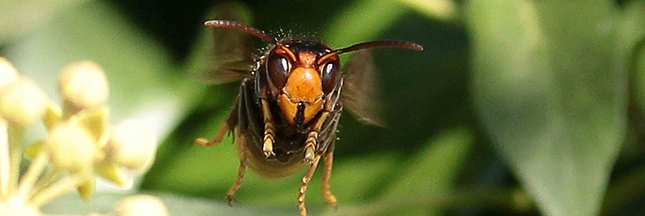 Bientôt plus d’abeilles à Brest