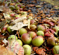 gaspillage-alimentaire-belgique-pommes