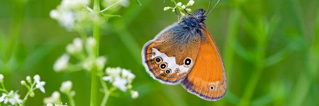 La lente extinction des papillons, en images