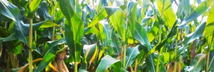 OGM : le maïs MON810 de retour dans les champs en France ?