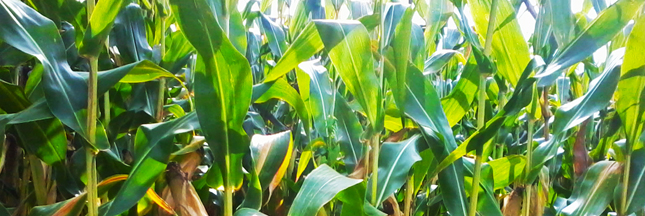 OGM : le maïs MON810 de retour dans les champs en France ? OGM : le maïs MON810 de retour dans les champs en France ?