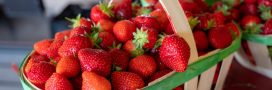 Fraise : bienfaits santé, variétés et astuces pour bien la choisir