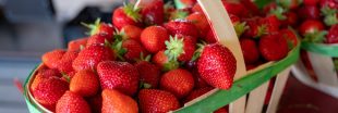 Fraise : bienfaits santé, variétés et astuces pour bien la choisir