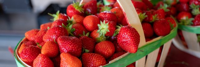 bienfaits des fraises