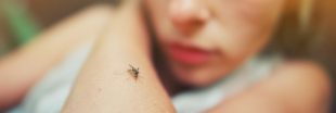 Piqûres de moustique : votre groupe sanguin vous défavorise-t-il ?