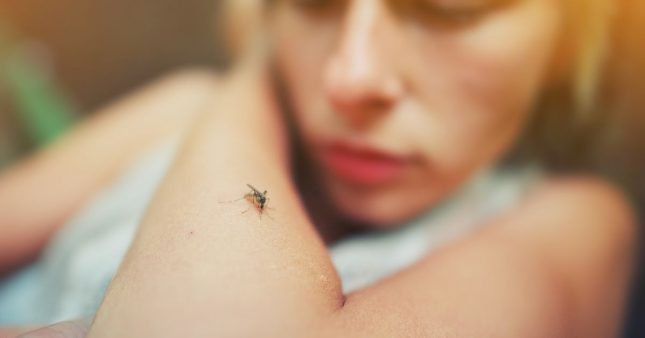 Piqûres de moustique : votre groupe sanguin vous défavorise-t-il ?