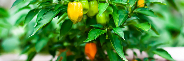 Recevoir des graines D’Aucy pour créer votre jardin potager de balcon