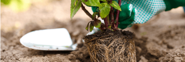 Moins d’eau et moins d’engrais au jardin grâce aux mycorhizes