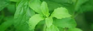 Pour apprécier la Stevia, évitez le café