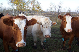 viande-bovine-tuberculose
