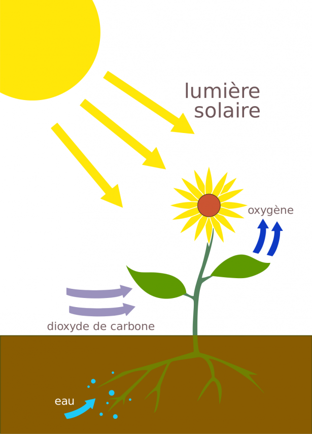 photosynthèse