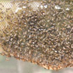 abeilles-qui-butinent