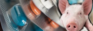 Viande - Faut-il avoir peur des antibiotiques vétérinaires ?