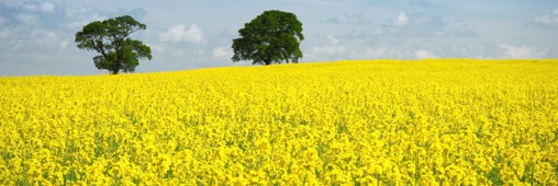 Biocarburants : l’enfer est pavé de bonnes intentions